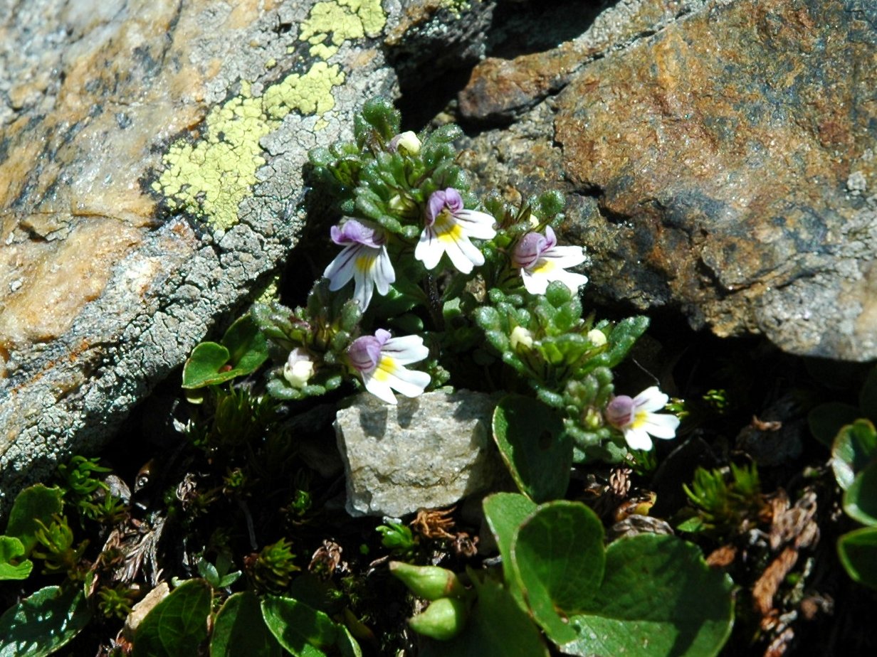 Euphrasia minima